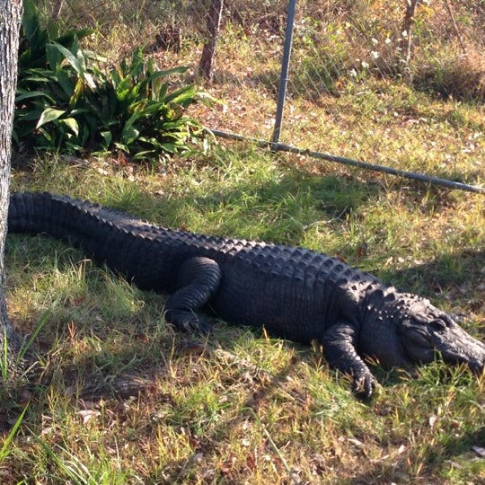 Photo taken at Alabama Gulf Coast Zoo by Steve O. on 11/23/2012
