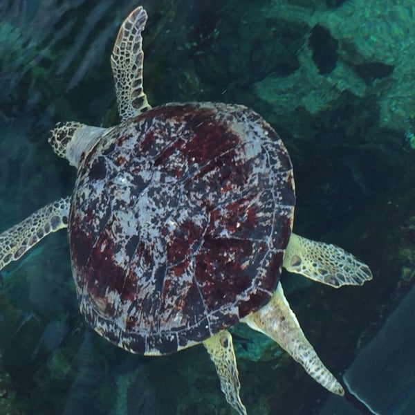 รูปภาพถ่ายที่ Oceanarium, The Bournemouth Aquarium โดย Danelis M. เมื่อ 5/4/2014