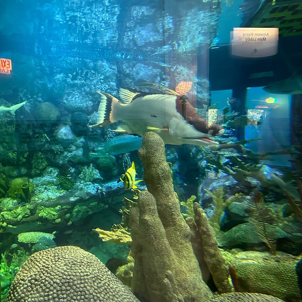 Photo taken at Shedd Aquarium by G 🇺🇸 on 5/11/2023