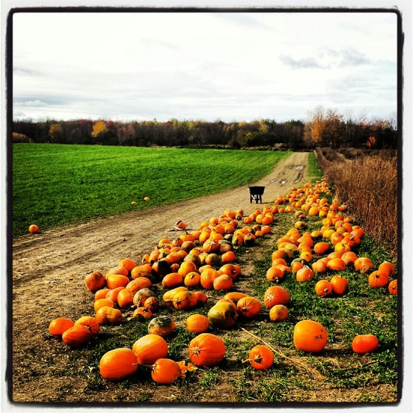 Tim's Pumpkin Patch - Field in Marcellus