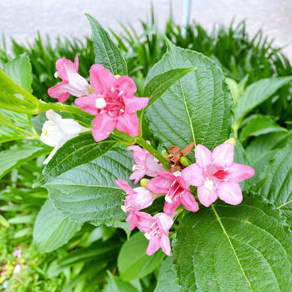 Photos At 船橋市立湊町小学校 船橋市 31 Visitors