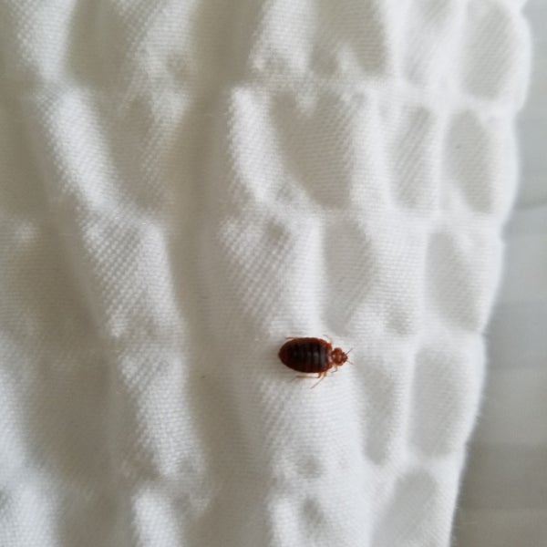 Bed bugs found on June 27, 2017, recommend staying elsewhere!
