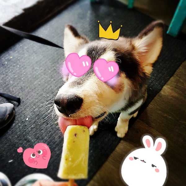 Bruno le fascina el heladog #TodosSomosDonPaletto 😍