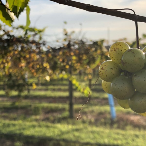 Photo prise au Lakeridge Winery &amp; Vineyards par Michael T. le11/28/2020