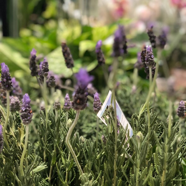 Publix 2325 Cheshire Bridge Rd NE