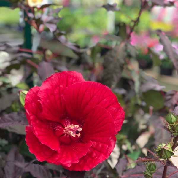 Photo taken at Pike Nurseries by Ilse O. on 8/2/2019