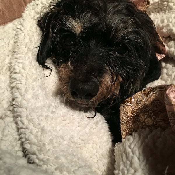 vca southeast animal hospital