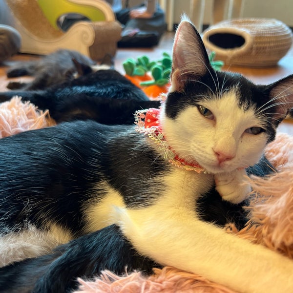 Photos At 保護猫カフェ ねこかつ 川越店 Pet Cafe