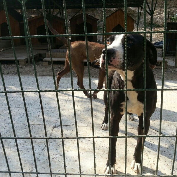 Cukurova Belediyesi Hayvan Barinagi 4 Tavsiye