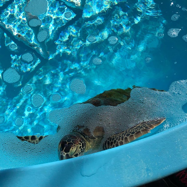 Photo taken at Loggerhead Marinelife Center by •𝓙𝓟• on 2/11/2019