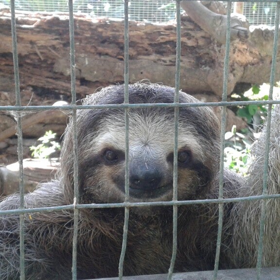 O que significa At the zoo I saw a piece of toast in a cage. The sign on  the cage said: BREAD IN CAPTIVITY. (Essa piada tem algum trocadilho com  algo em