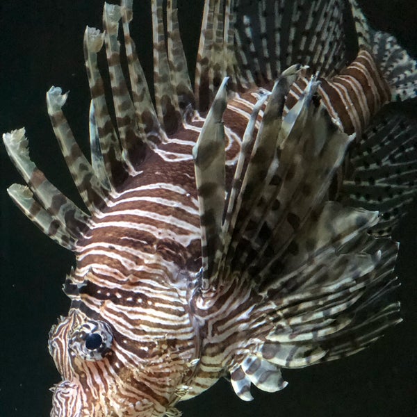 Снимок сделан в Long Island Aquarium &amp; Exhibition Center (Atlantis Marine World) пользователем Adele 4/13/2019
