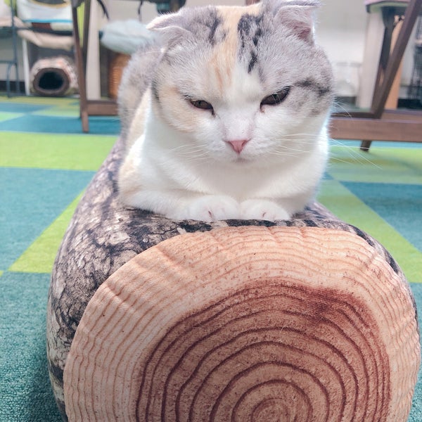 Photos At 猫カフェ ねこあそび 秩父市 埼玉県 Photos At 猫カフェ ねこあそび 秩父市 埼玉県
