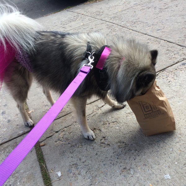 district dog brooklyn