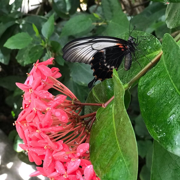 Photo taken at Butterfly Pavilion by Nick K. on 9/1/2020