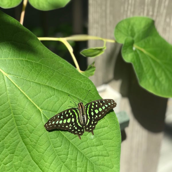 9/1/2020 tarihinde Nick K.ziyaretçi tarafından Butterfly Pavilion'de çekilen fotoğraf