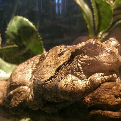 Das Foto wurde bei ECHO Lake Aquarium &amp; Science Center von Ray M. am 8/5/2012 aufgenommen