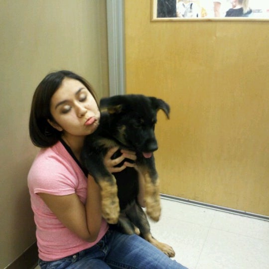 arrowhead puppy store