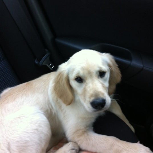 the nearest petsmart