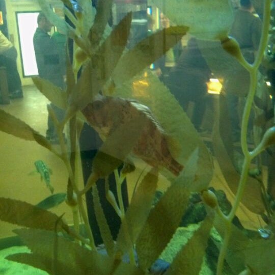 4/27/2012 tarihinde David S.ziyaretçi tarafından Santa Monica Pier Aquarium'de çekilen fotoğraf