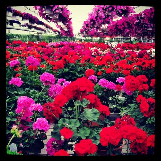 Romence Gardens & Greenhouses 6 tips