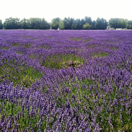 Photo taken at Lavender By the Bay - New York&#39;s Premier Lavender Farm by Rina on 7/7/2012