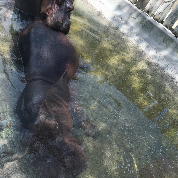 5/30/2016にEkaterina R.がParco Zoo Punta Verdeで撮った写真