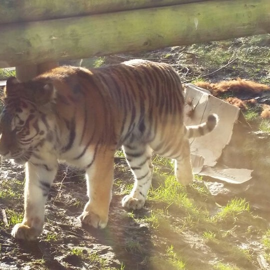 2/15/2015にSarah T.がHertfordshire Zooで撮った写真