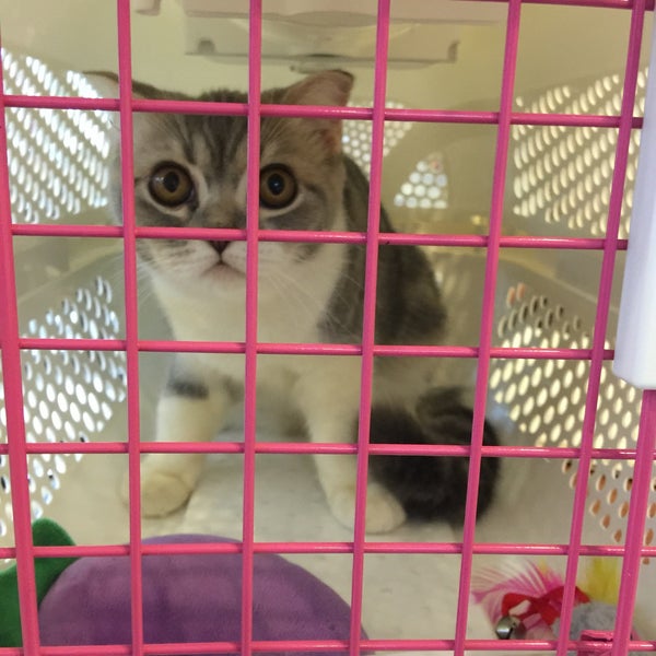 Animal Polyclinic Kennels Taman Bukit Desa 3 Tips From 141 Visitors