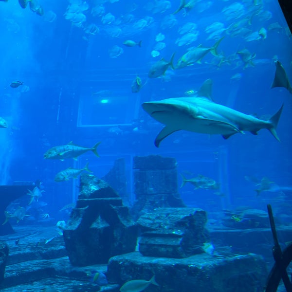 2/25/2023에 AbdulRahman님이 The Lost Chambers Aquarium에서 찍은 사진