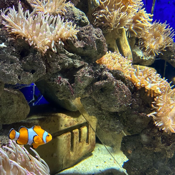 Das Foto wurde bei The Lost Chambers Aquarium von AbdulRahman am 2/25/2023 aufgenommen