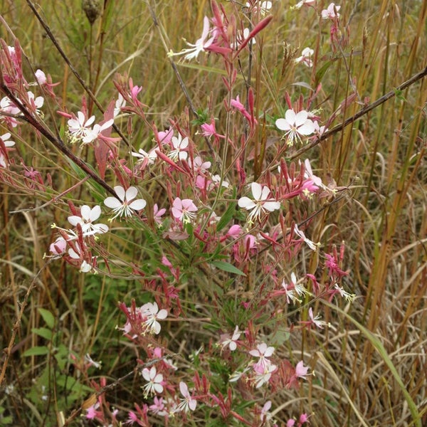 Burr Oaks Nature Center Blue Springs, MO
