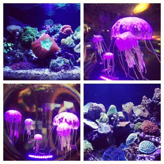 Photo taken at Old Town Aquarium by Amy on 12/9/2012