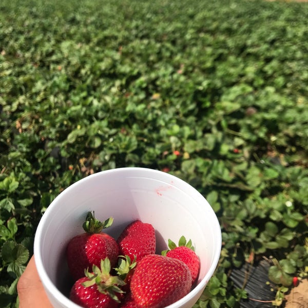Photo taken at U-Pick Carlsbad Strawberry Co. by Mohammed O. on 7/14/2021