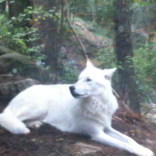 10/3/2012 tarihinde Jaya C.ziyaretçi tarafından Western North Carolina Nature Center'de çekilen fotoğraf