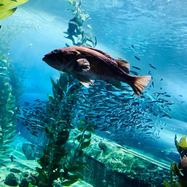 Photo taken at Aquarium of the Bay by Rafael H. on 9/9/2019