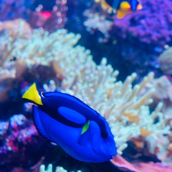 Foto scattata a Aquarium of the Bay da Rafael H. il 9/9/2019