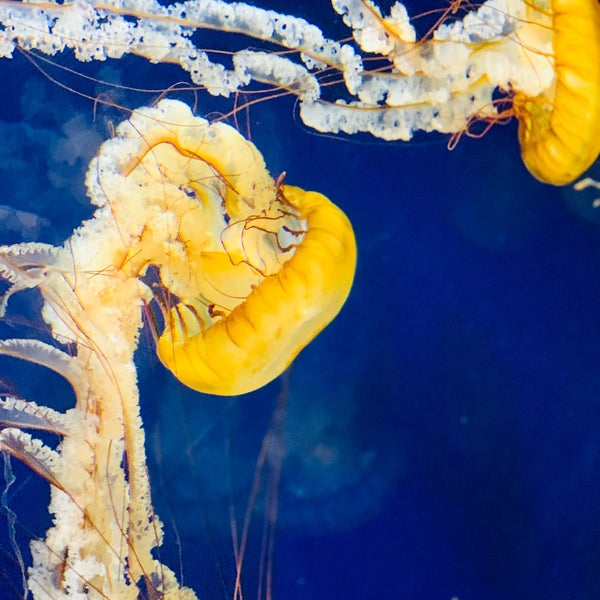 Foto diambil di Aquarium of the Bay oleh Rafael H. pada 9/9/2019
