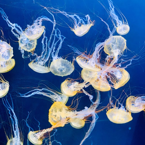 Foto tomada en Aquarium of the Bay  por Rafael H. el 9/9/2019