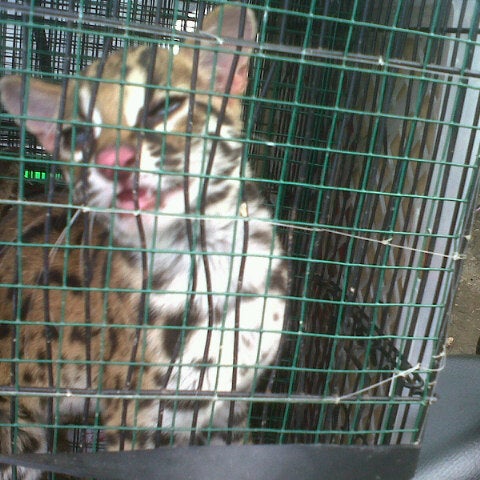 Photos At Psr Burung Brabai Dog Run