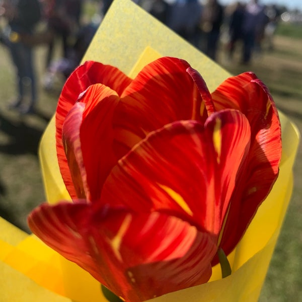3/16/2019에 Wednesday T.님이 Texas-Tulips, LLC에서 찍은 사진