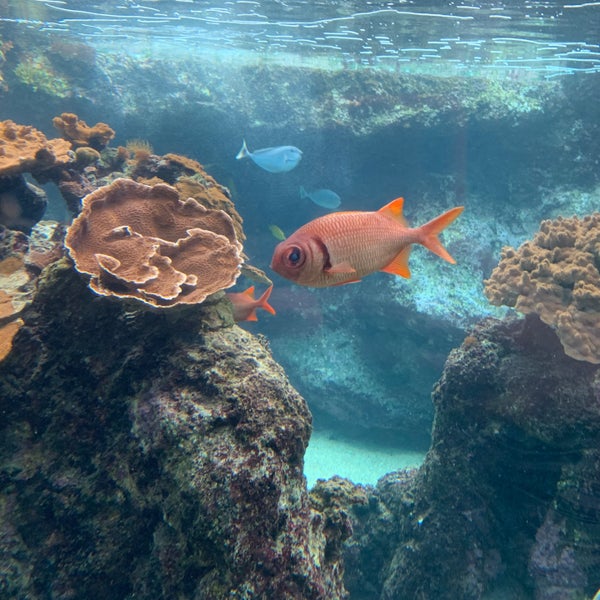 Photo taken at Maui Ocean Center, The Hawaiian Aquarium by Hollis M. on 12/25/2019