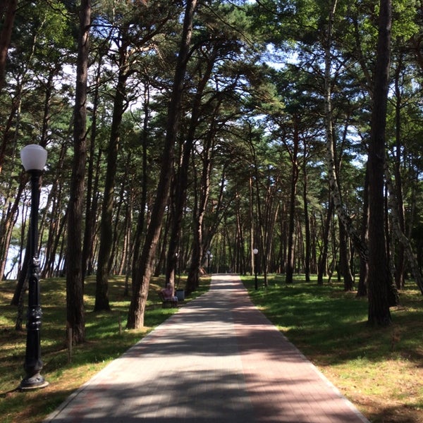 Городской парк сосновый бор. Пионерский балтийское море калининградская область. Сосновый бор пионерский. Лесопарк сосновый бор светлогорск. Парк сосновый бор в пионерском.