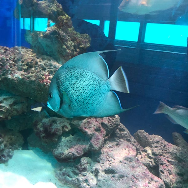 12/29/2019 tarihinde Sam M.ziyaretçi tarafından Miami Seaquarium'de çekilen fotoğraf