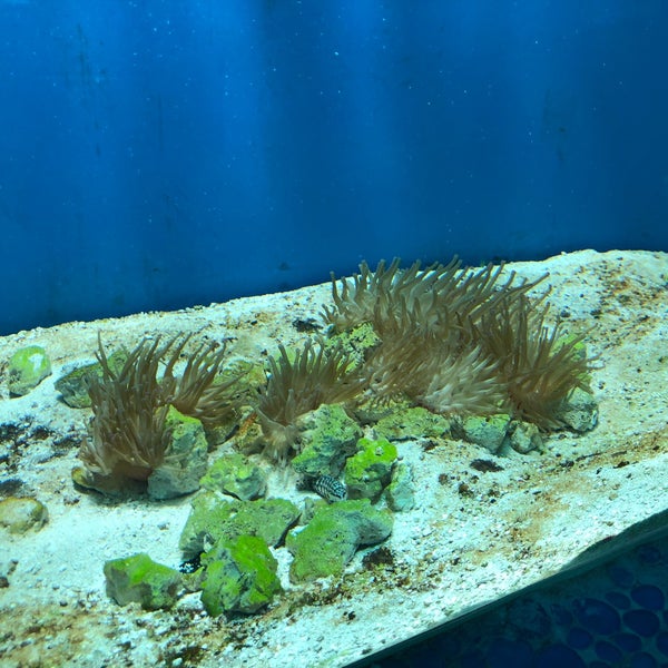 12/29/2019 tarihinde Sam M.ziyaretçi tarafından Miami Seaquarium'de çekilen fotoğraf