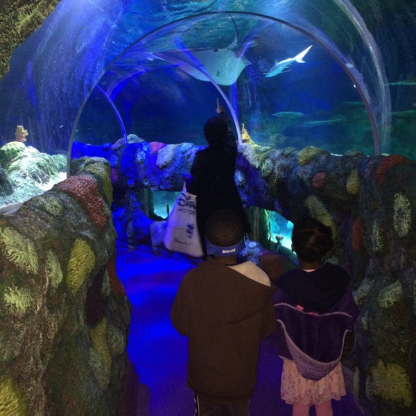 Photo taken at SEA LIFE Charlotte-Concord Aquarium by Steven A. on 3/18/2014