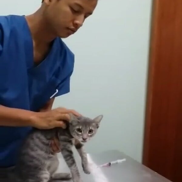 Veterinary Essential Services Kota Damansara