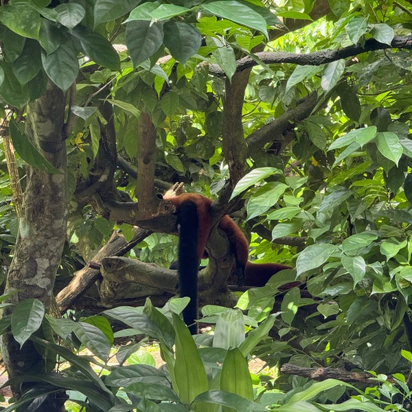 2/23/2024 tarihinde Jeremy M.ziyaretçi tarafından Singapore Zoo'de çekilen fotoğraf