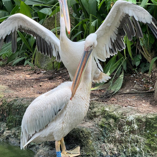 Photo taken at Singapore Zoo by Jeremy M. on 2/23/2024