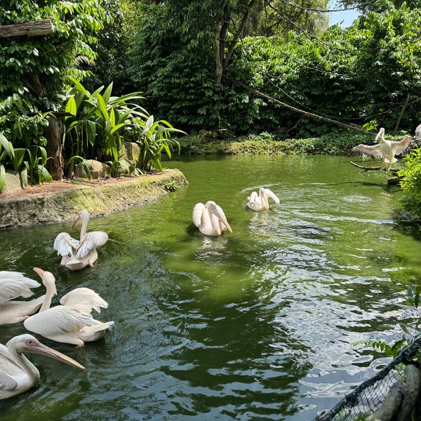 Foto tomada en Singapore Zoo  por Jeremy M. el 2/23/2024